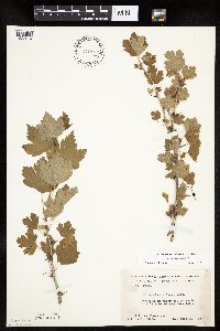 Ribes missouriense image