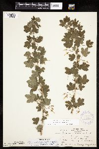 Ribes missouriense image