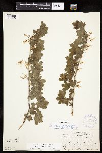 Ribes missouriense image