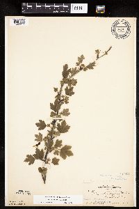 Ribes missouriense image