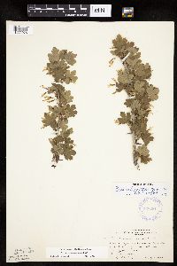 Ribes missouriense image