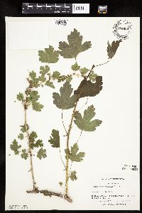 Ribes missouriense image