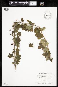 Ribes missouriense image