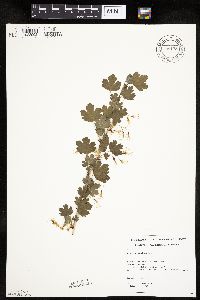 Ribes missouriense image