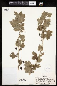 Ribes missouriense image