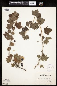 Ribes missouriense image