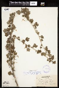 Ribes missouriense image