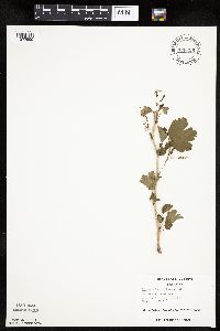 Ribes missouriense image