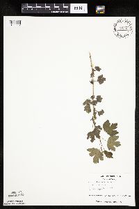 Ribes missouriense image