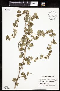 Ribes missouriense image