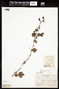 Ribes missouriense image