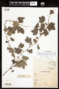 Ribes missouriense image