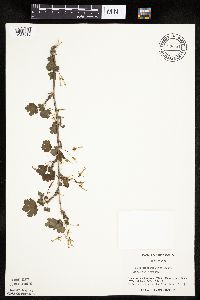 Ribes missouriense image