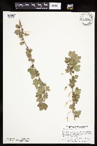 Ribes missouriense image