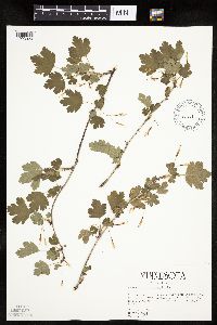 Ribes missouriense image