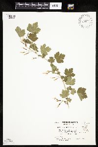 Ribes missouriense image