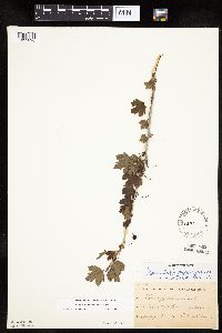 Ribes missouriense image