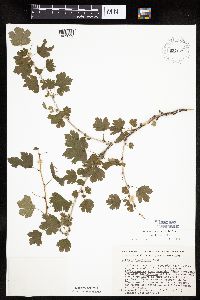 Ribes missouriense image
