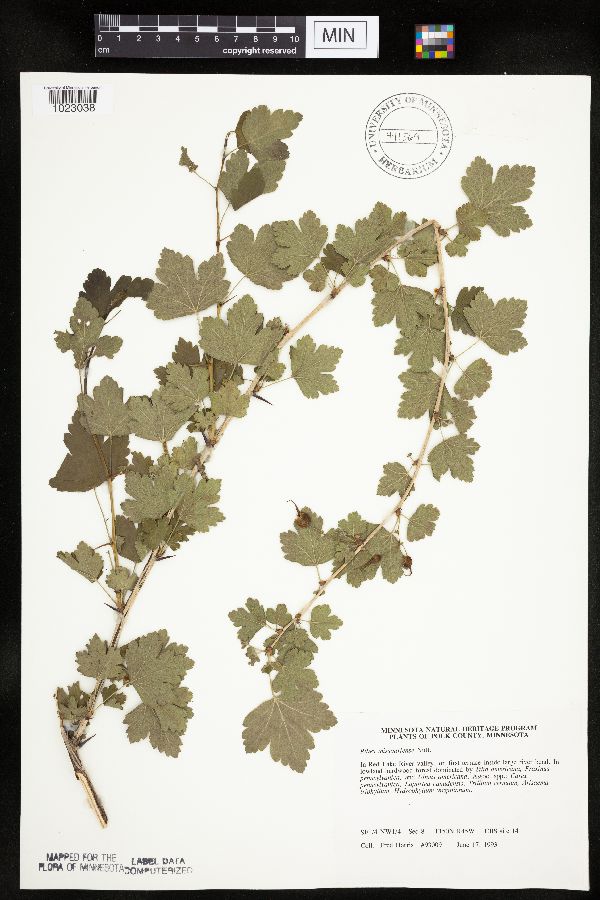 Ribes missouriense image