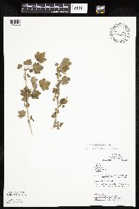 Ribes missouriense image