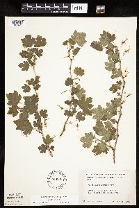 Ribes missouriense image