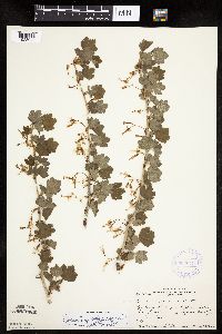 Ribes missouriense image