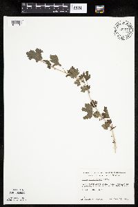 Ribes missouriense image