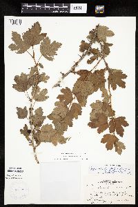 Ribes missouriense image