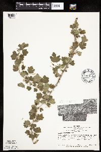 Ribes missouriense image