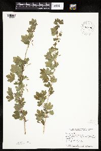 Ribes missouriense image