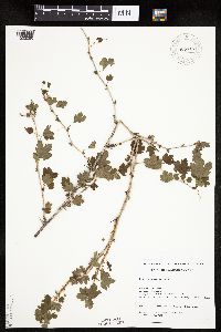 Ribes missouriense image