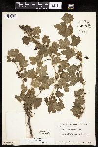 Ribes missouriense image