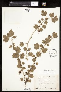 Ribes missouriense image