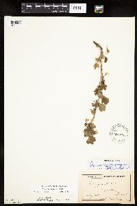 Ribes missouriense image