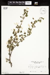 Ribes missouriense image