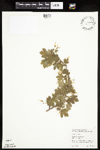 Ribes missouriense image