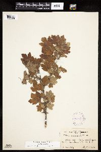 Ribes missouriense image