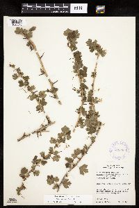 Ribes missouriense image