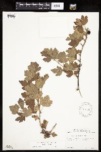 Ribes missouriense image