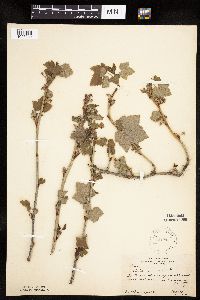 Ribes nigrum image