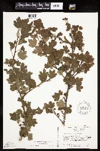Ribes rotundifolium image
