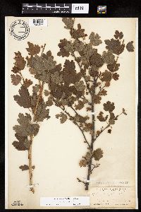 Ribes rotundifolium image