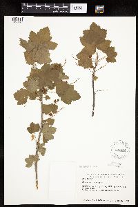 Ribes rubrum image