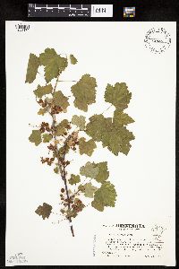 Ribes rubrum image