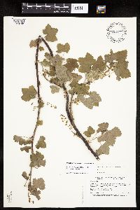 Ribes rubrum image