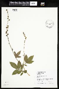 Agrimonia gryposepala image