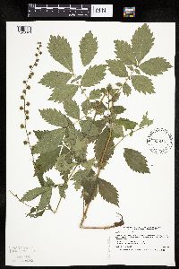 Agrimonia gryposepala image