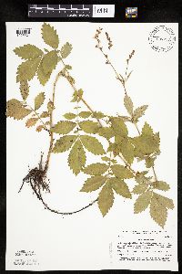 Agrimonia gryposepala image