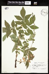Agrimonia gryposepala image