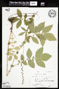 Agrimonia gryposepala image